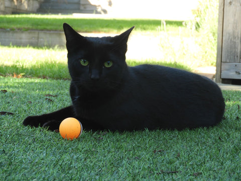 charlie con una pelota de tenis de mesa