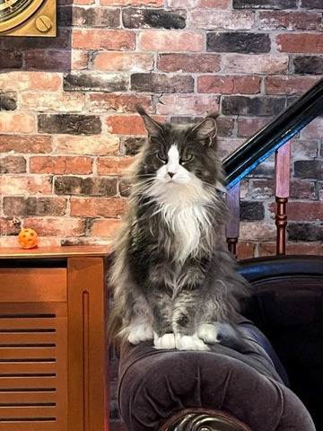 Hagrid at Steampuss