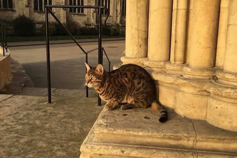 Gerald, gato de la catedral de York