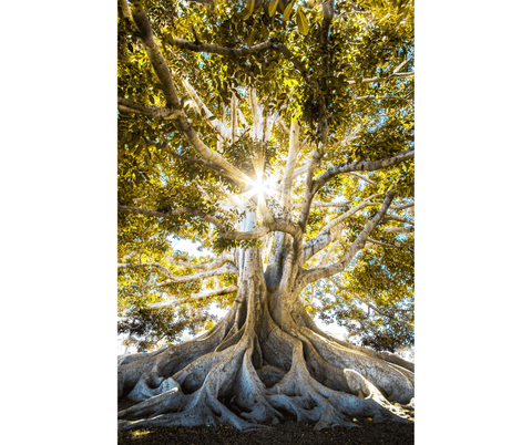 Carillon Arbre de Vie - Symbole Spirituel - OLISTIC & CO