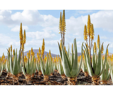 fleur aloe vera