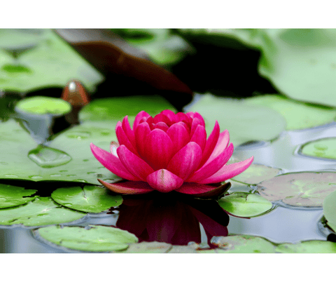 fleur de lotus energie positive chakra