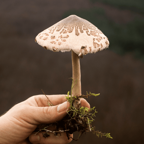 champignons formation mycologie