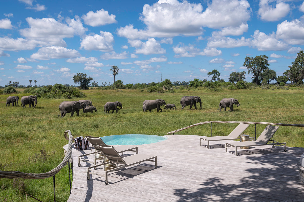 A view across a savannah   to a herd of Elephants passing wooden decking and a small swimming pool at Little Mombo in Botswana.