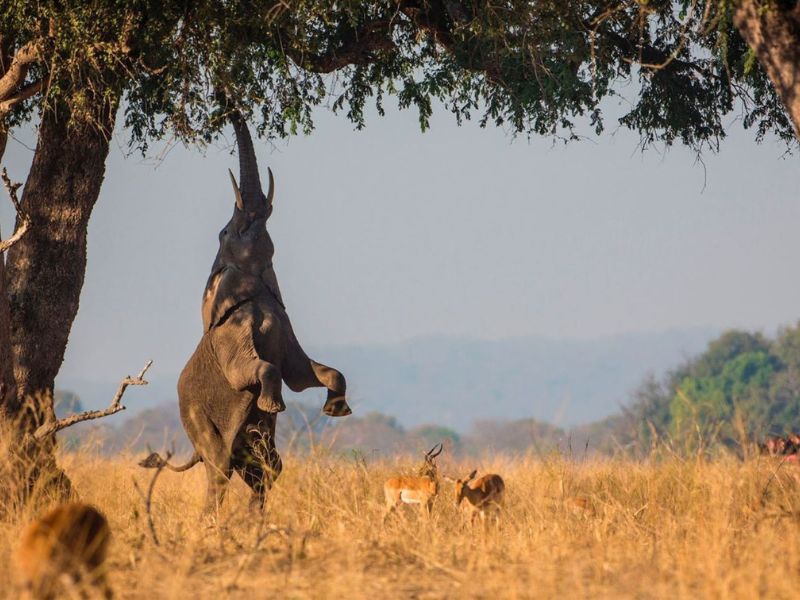 An elephant jumps up at a tree on an African plane 