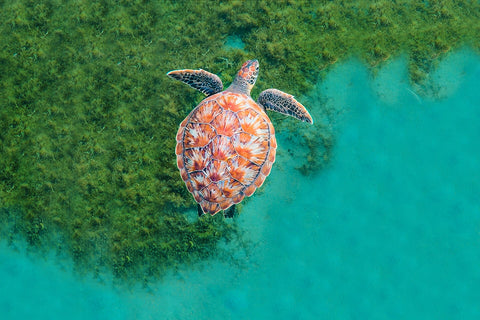 Birdseye view of a turtle swimming through seagrass