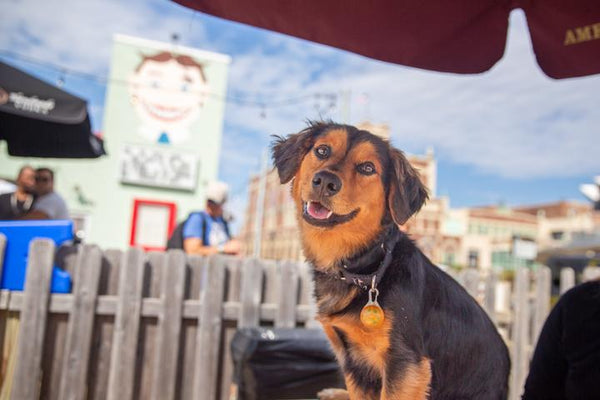 roverlund dog friendly travel guide asbury park wonder bar