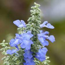 Blue Sage