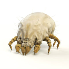 picture of Dermatophagoides farinae - common dust mite
