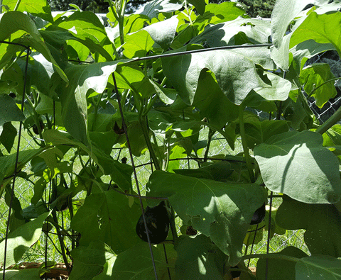 organically grown eggplant, lincoln, ne 