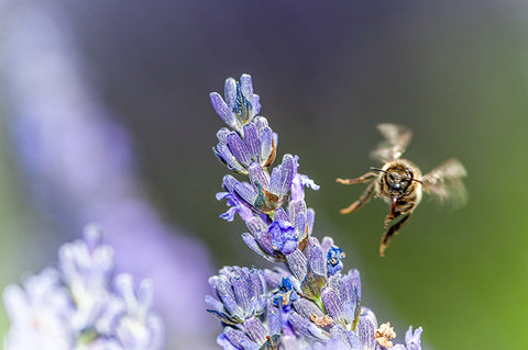 lavender plant with bee
