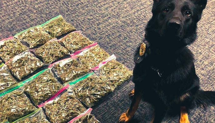 can police dogs smell coke