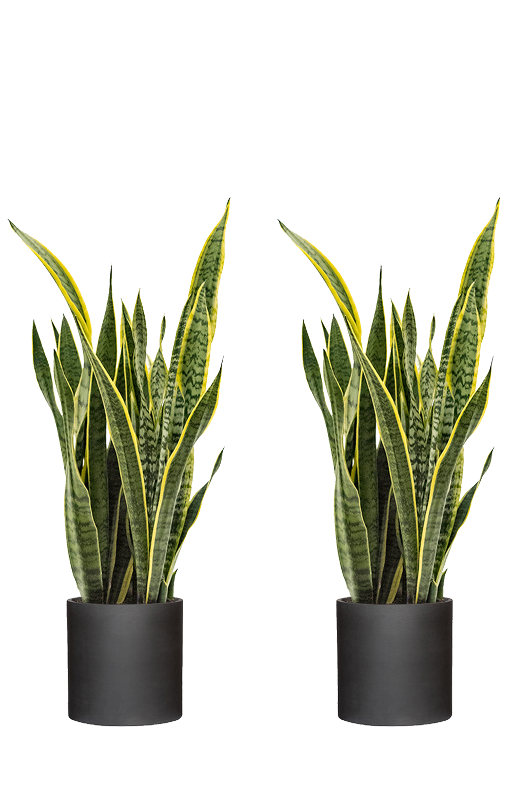 Sansevieria Set - Laurentii | Finestgreen | Reviews on Judge.me