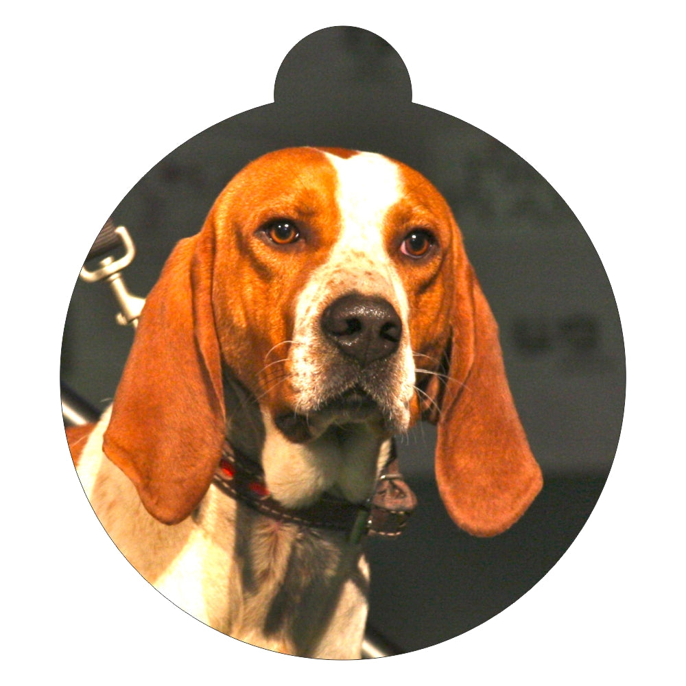 are american english coonhounds good pets