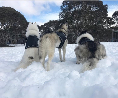 huskies in the snow wearing weighted vests 