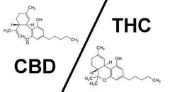 THC und CBD: Unterschiede und Gemeinsamkeiten