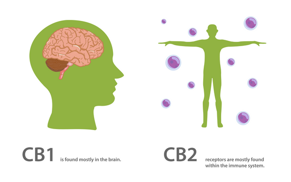 Die Funktion von CB1 und CB2 Rezeptoren des Endocannabinoidsystems