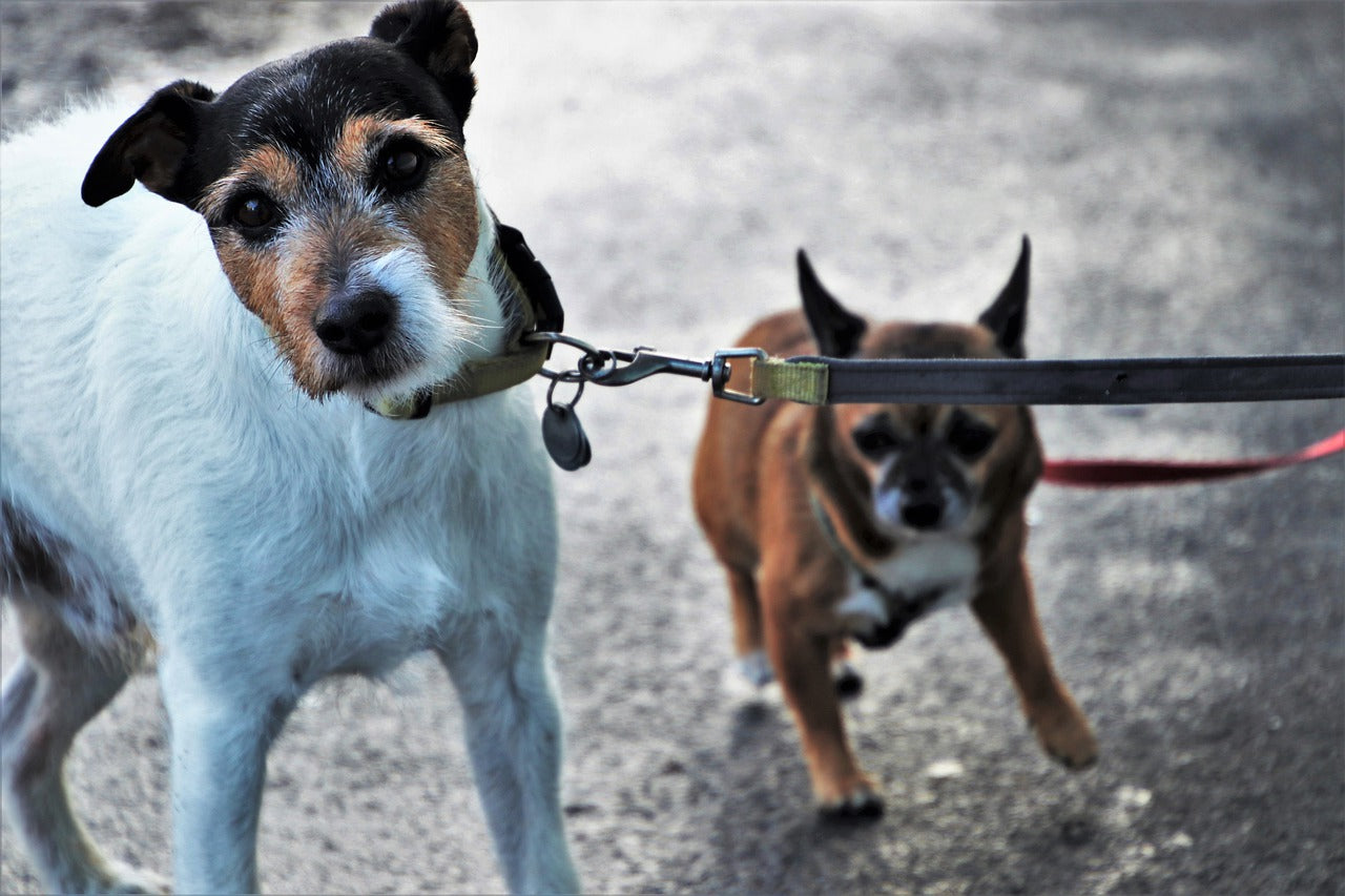 why does my dog always pull on the leash