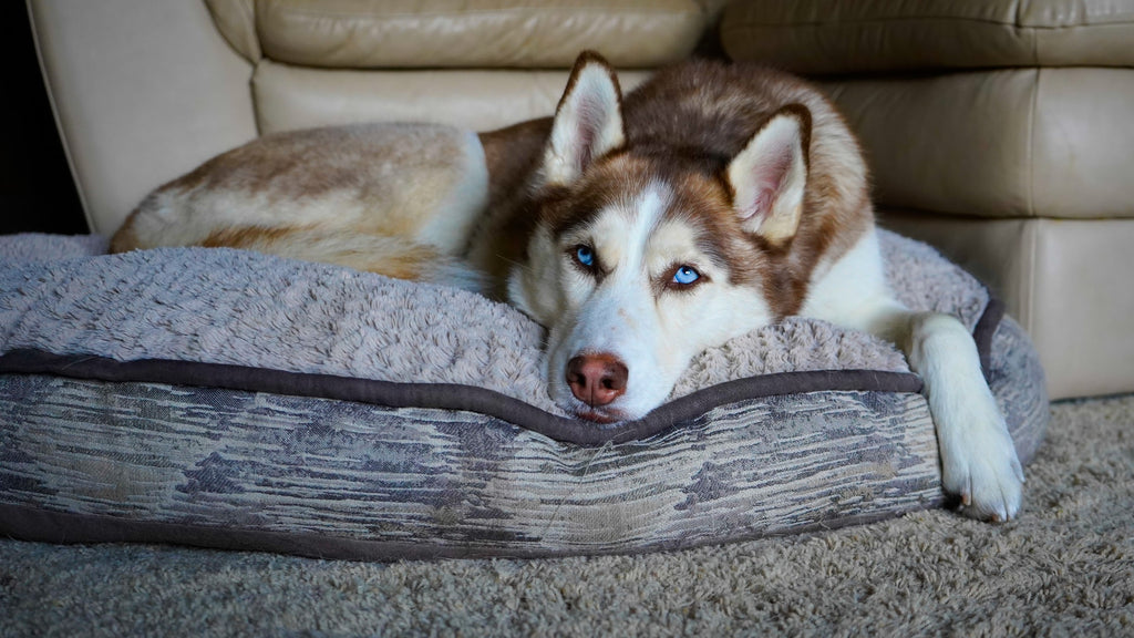 dog-on-couch