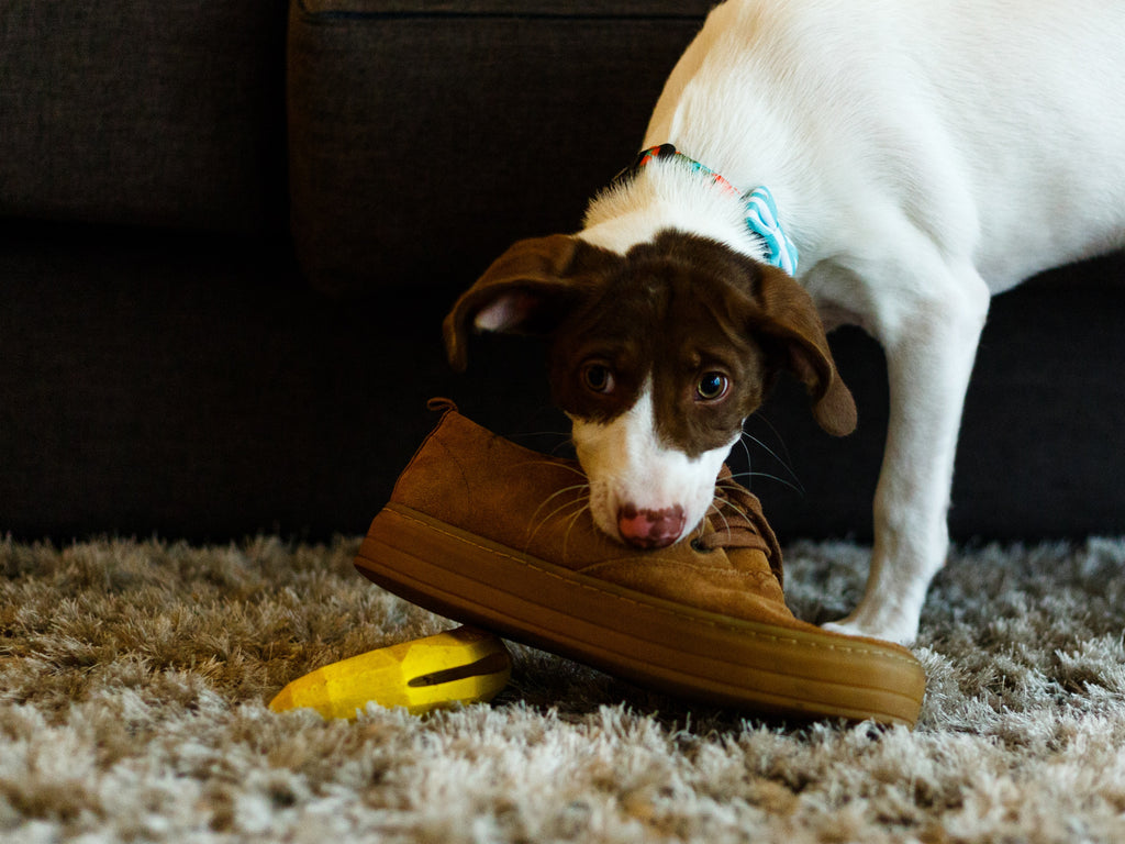 dog_chewing_shoe