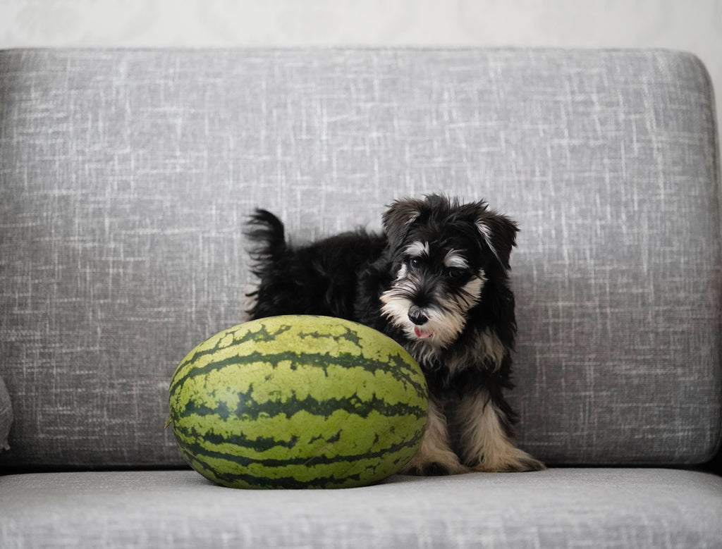 dog-and-watermelon