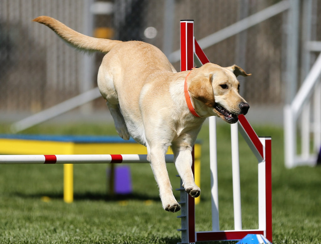 dog_agility