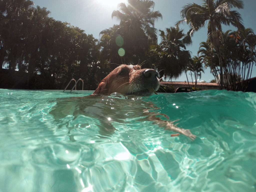 dog-in-the-pool