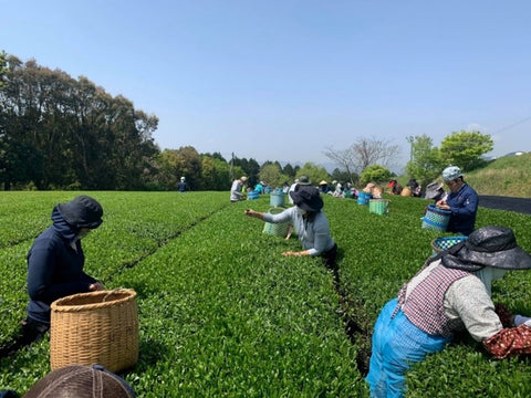 Tea farm in Kagoshima