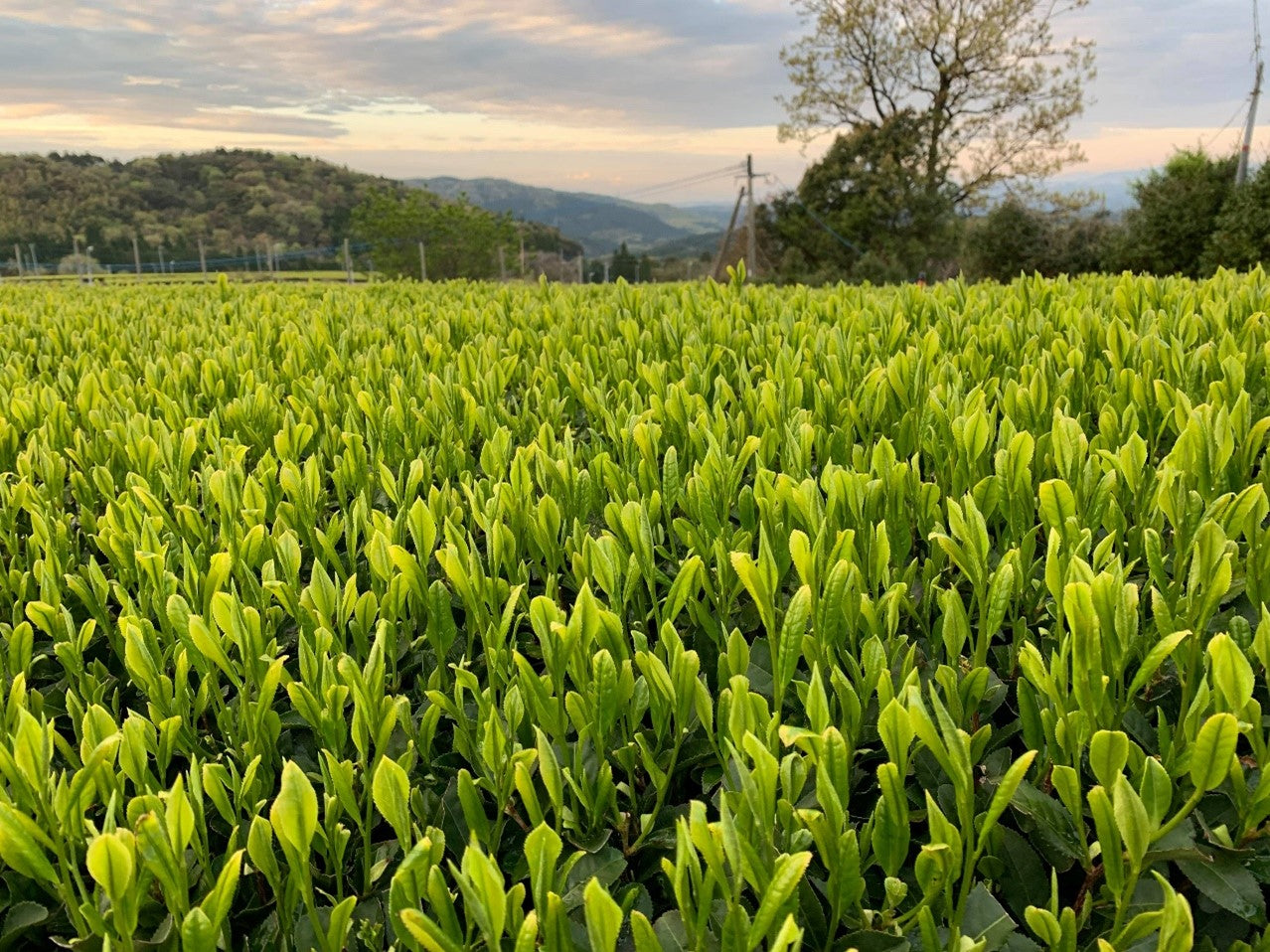 Why Not All Japanese Matcha is Created Equal