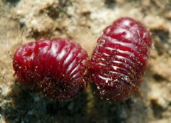 Carmine Cochineal Bugs