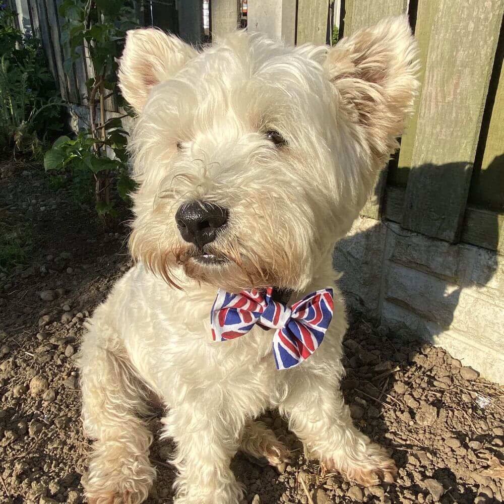 union jack dog bow tie