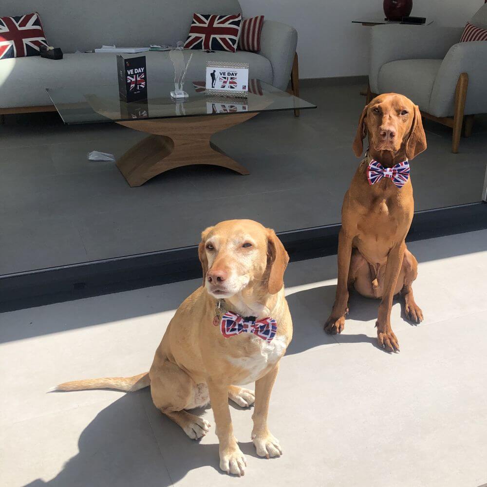 union jack dog bow tie