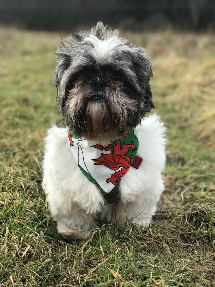 wales dog bandana