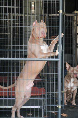 pit bull in dog kennel