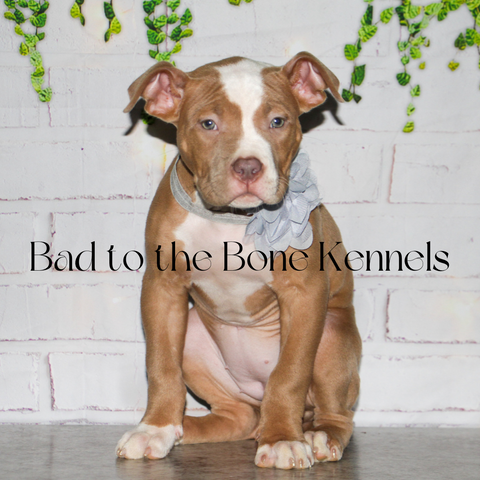 bad to the bone tres pit bull puppy