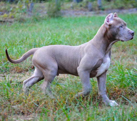 xl pit bull puppy bad to the bone kennels