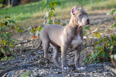 audemars pit bull puppy bad to the bone kennels
