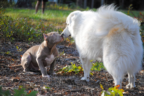 pit bull puppy meeting another dog bad to the bone kennels