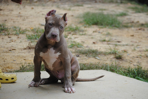 pit bull puppy bad to the bone kennels