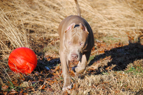 Prague's golden child xl pit bull puppy