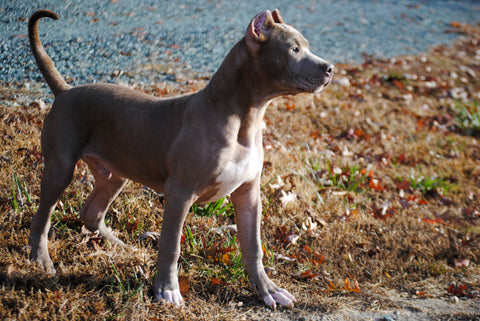 xl pit bull puppy bad to the bone kennels