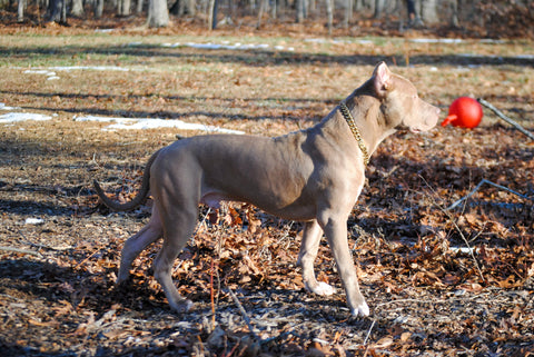 xdp Prague's golden child xl pit bull 