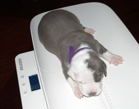 weighing pit bull puppy at 2 weeks old