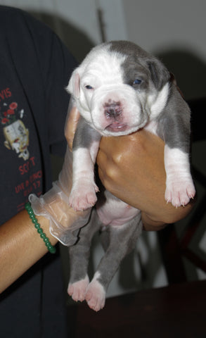 2 week old pit bull puppy female