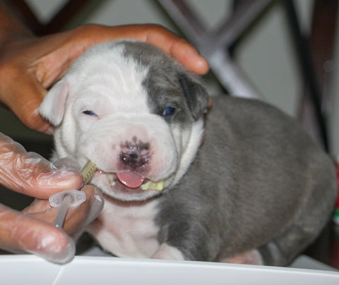 pit bull puppy deworming