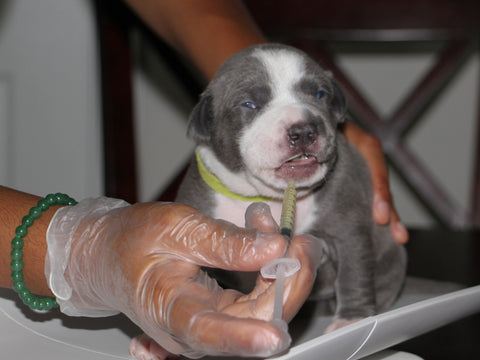 Deworming 2 Week Old Pit Bull Puppy