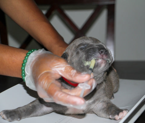 deworming 2 week old pit bull puppy
