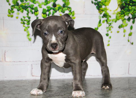 blue pit bull puppy photo