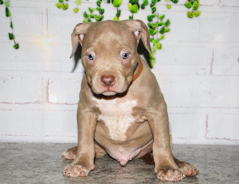 cute pit bull puppy photos