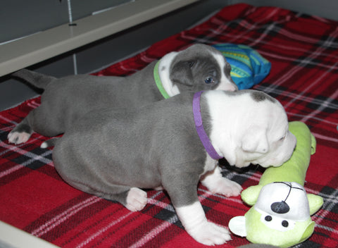 female pit bull puppies in whelping box